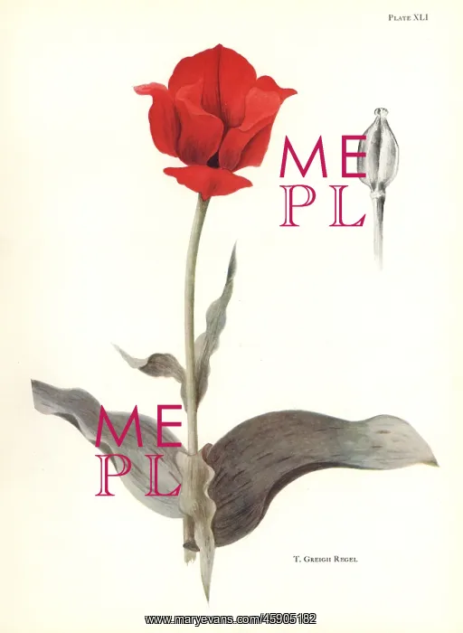 : Maculate tulip, Tulipa greigii : Maculate tulip, Tulipa greigii