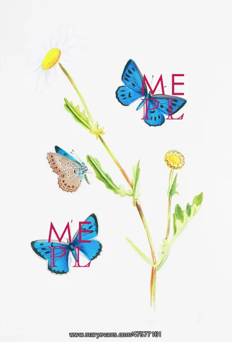 : Maculinea arion, large blue : Maculinea arion, large blue