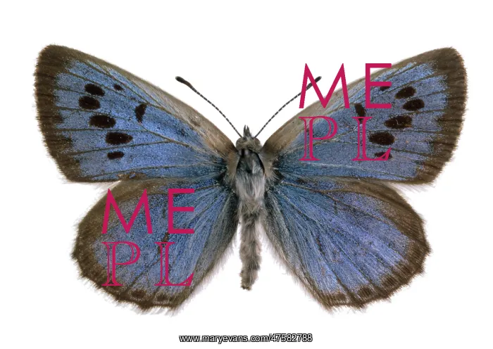 : Maculinea arion, large blue : Maculinea arion, large blue