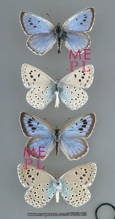 : Maculinea arion, large blue butterfly : Maculinea arion, large blue butterfly