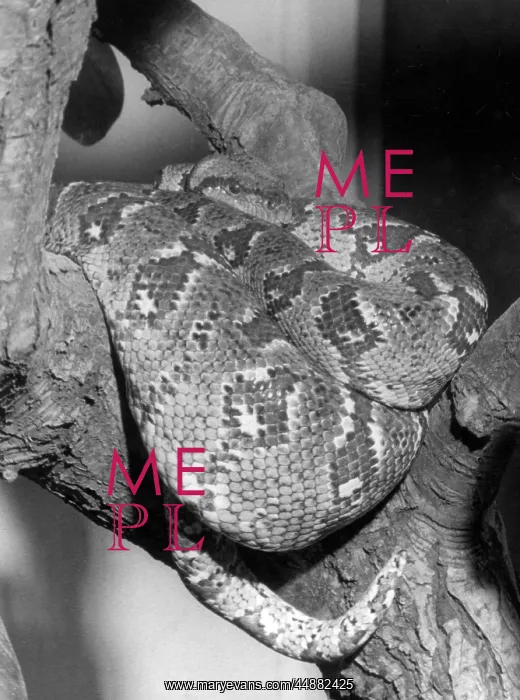  : MADAGASCAN BOA