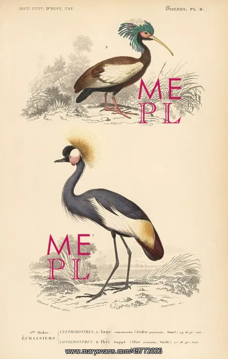 : Madagascan crested ibis and grey crowned crane (endangered) : Madagascan crested ibis and grey crowned crane (endangered)