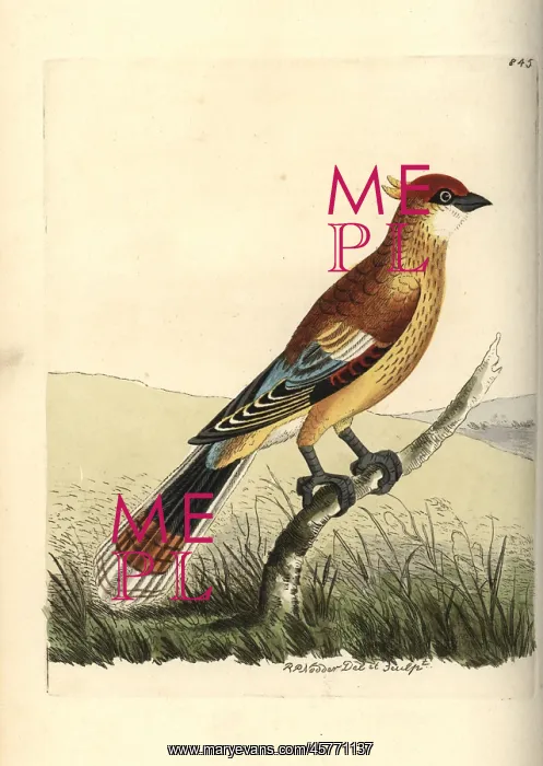 : Madagascan cuckoo-roller or Courol, Leptosomus discolor : Madagascan cuckoo-roller or Courol, Leptosomus discolor