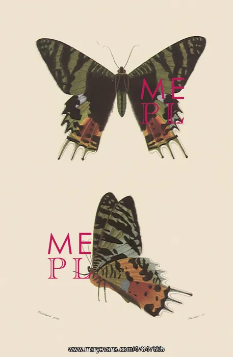 : Madagascan Day Flying Uranid Moth : Madagascan Day Flying Uranid Moth