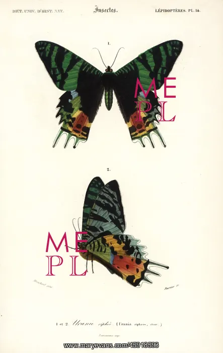  : Madagascan sunset moth, Chrysiridia rhipheus
