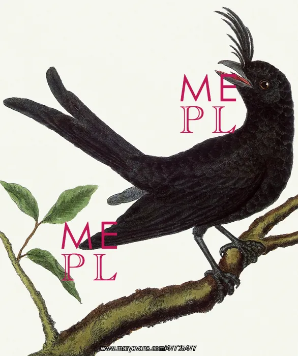 : Madagascar Drongo, Dicrurus forficatus : Madagascar Drongo, Dicrurus forficatus