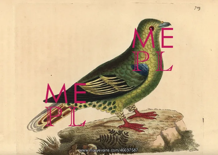 : Madagascar green pigeon, Treron australis : Madagascar green pigeon, Treron australis