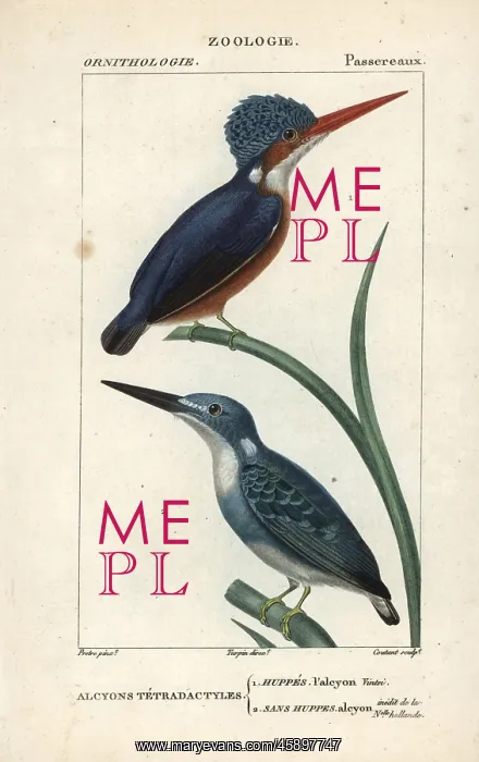 : Madagascar kingfisher, Alcedo vintsioides : Madagascar kingfisher, Alcedo vintsioides