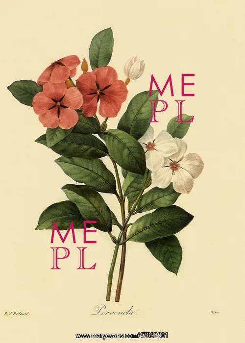 : Madagascar Periwinkle : Madagascar Periwinkle