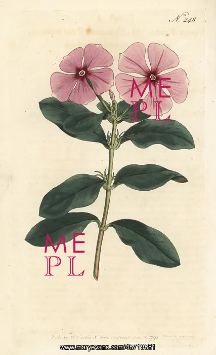 : Madagascar periwinkle, Catharanthus roseus : Madagascar periwinkle, Catharanthus roseus