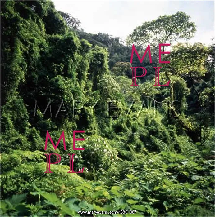 : MADAGASCAR / RAINFOREST : MADAGASCAR / RAINFOREST