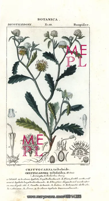 : Madam gorgon, Acicarpha tribuloides : Madam gorgon, Acicarpha tribuloides