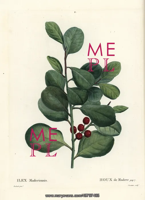 : Madeira holly, Ilex perado : Madeira holly, Ilex perado