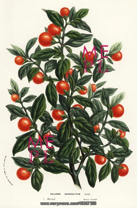 : Madeira winter cherry, Solanum pseudocapsicum : Madeira winter cherry, Solanum pseudocapsicum