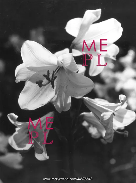 : MADONNA LILIES : MADONNA LILIES