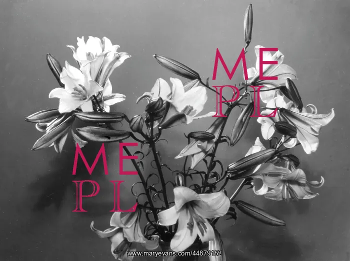 : MADONNA LILIES : MADONNA LILIES