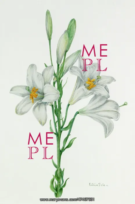  : Madonna Lily