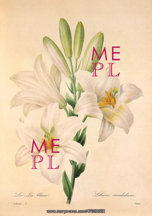 : Madonna Lily : Madonna Lily