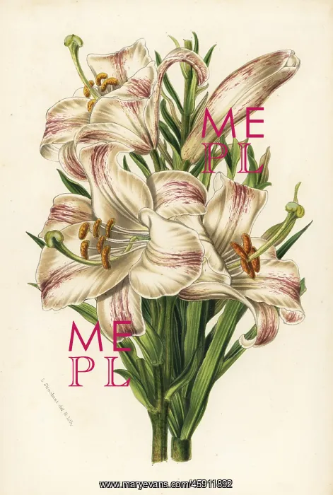 : Madonna lily, Lilium candidum : Madonna lily, Lilium candidum