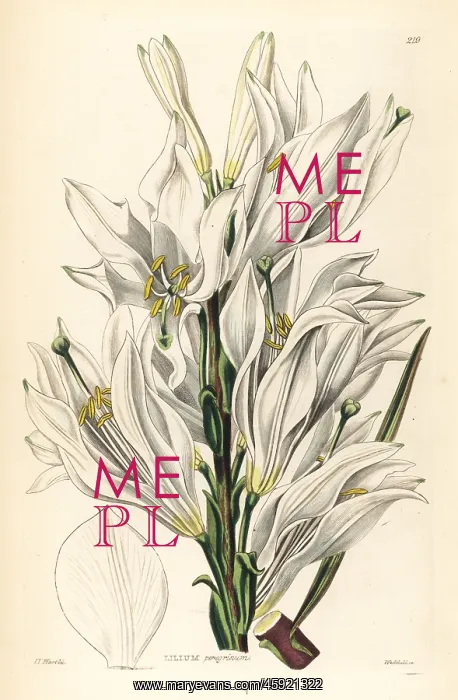 : Madonna lily, Lilium candidum : Madonna lily, Lilium candidum
