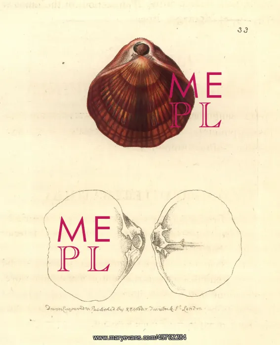 : Magasella evansii : Magasella evansii