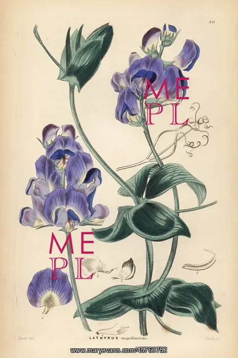 : Magellan everlasting pea or Lord Anson's pea : Magellan everlasting pea or Lord Anson's pea