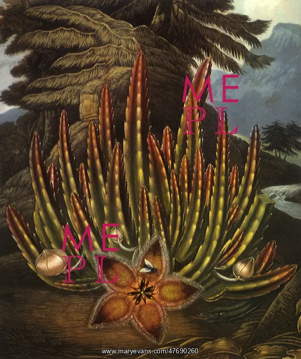: The Maggot-Bearing Stapelia : The Maggot-Bearing Stapelia