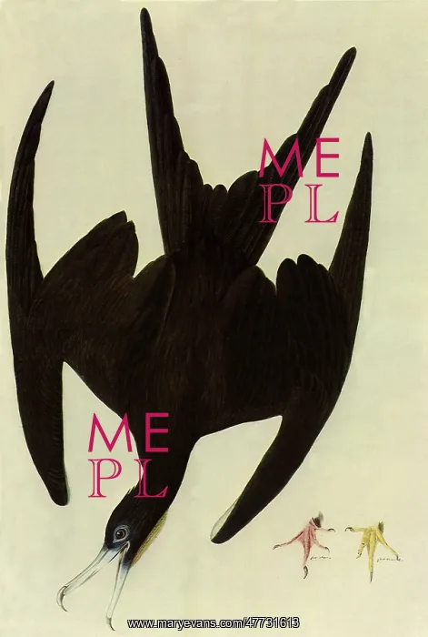 : Magnificent Frigatebird : Magnificent Frigatebird
