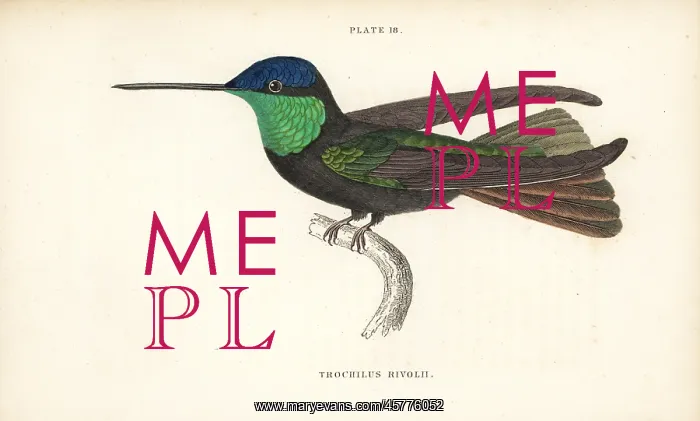 : Magnificent hummingbird, Eugenes fulgens : Magnificent hummingbird, Eugenes fulgens