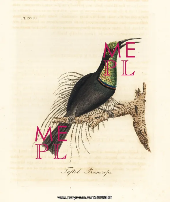 : Magnificent riflebird, Ptiloris magnificus : Magnificent riflebird, Ptiloris magnificus
