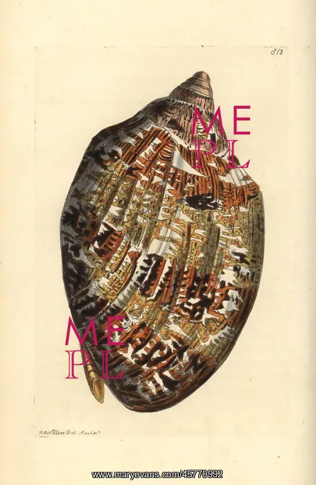 : Magnificent volute, Cymbiola magnifica : Magnificent volute, Cymbiola magnifica