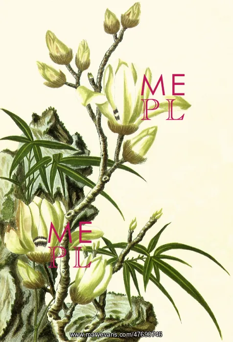 : A Magnolia : A Magnolia