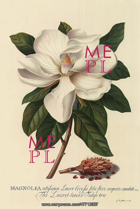  : Magnolia
