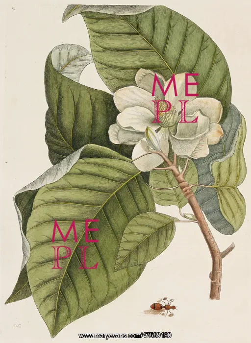 : Magnolia acuminata, cucumber tree : Magnolia acuminata, cucumber tree