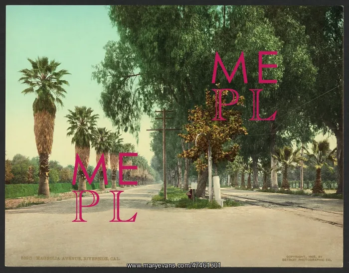: Magnolia Avenue, Riverside, Cal : Magnolia Avenue, Riverside, Cal