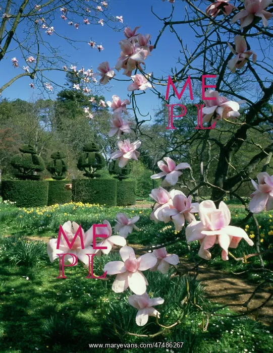 : Magnolia Blossom and Topiary : Magnolia Blossom and Topiary
