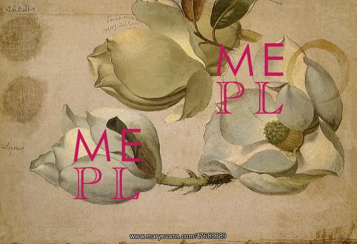  : Magnolia Blossoms