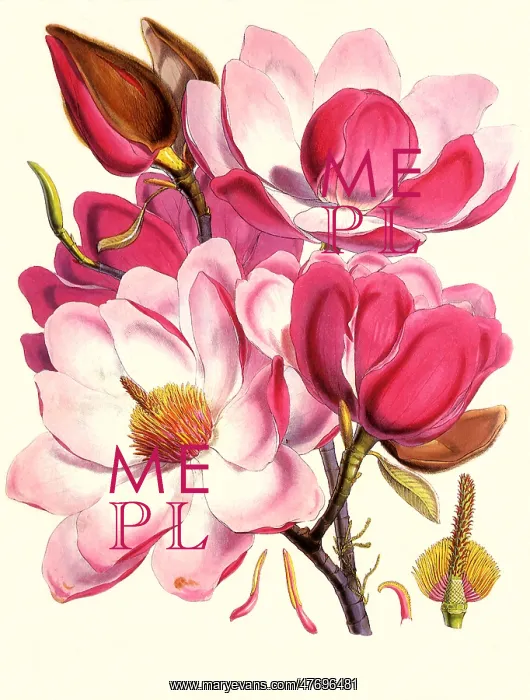 : Magnolia campbellii : Magnolia campbellii