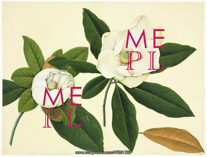 : Magnolia cf.delavayi, magnolia : Magnolia cf.delavayi, magnolia