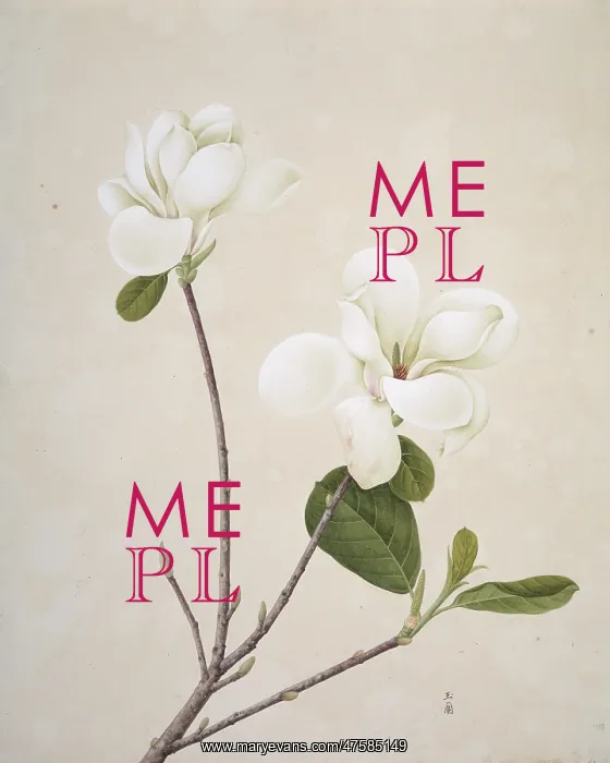 : Magnolia denudata, yulan magnolia : Magnolia denudata, yulan magnolia