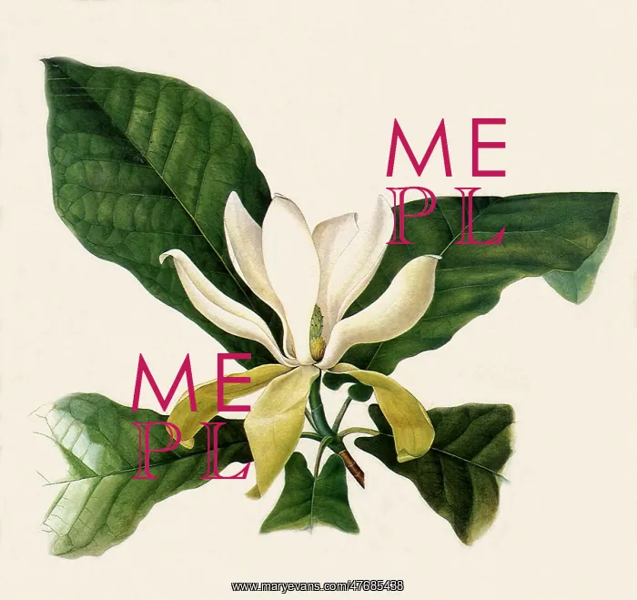  : Magnolia Flower, Leaves