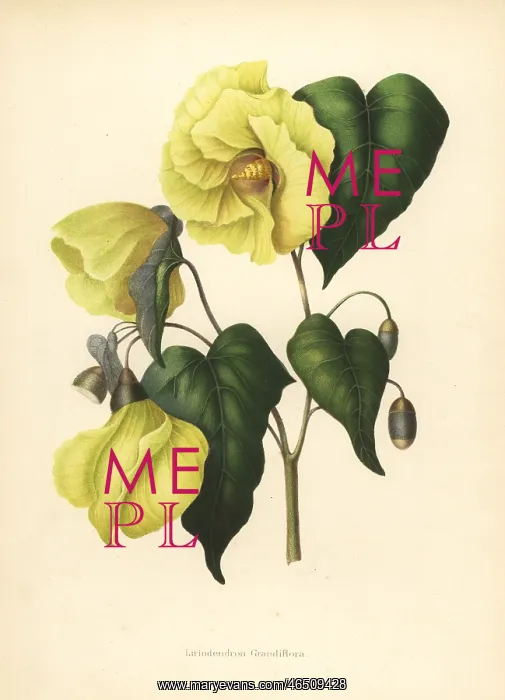: Magnolia pterocarpa extinct : Magnolia pterocarpa extinct