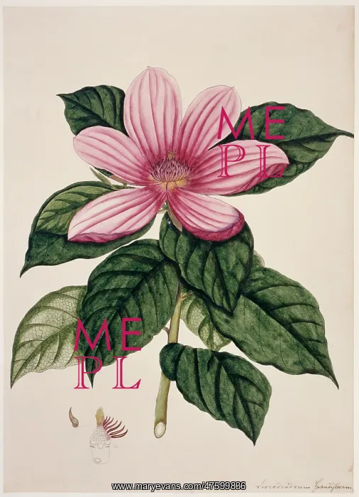 : Magnolia sp. magnolia : Magnolia sp. magnolia