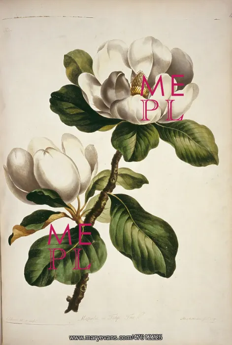  : Magnolia sp. magnolia