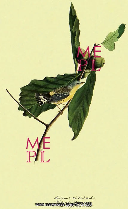  : Magnolia Warbler, Dendroica magnolia