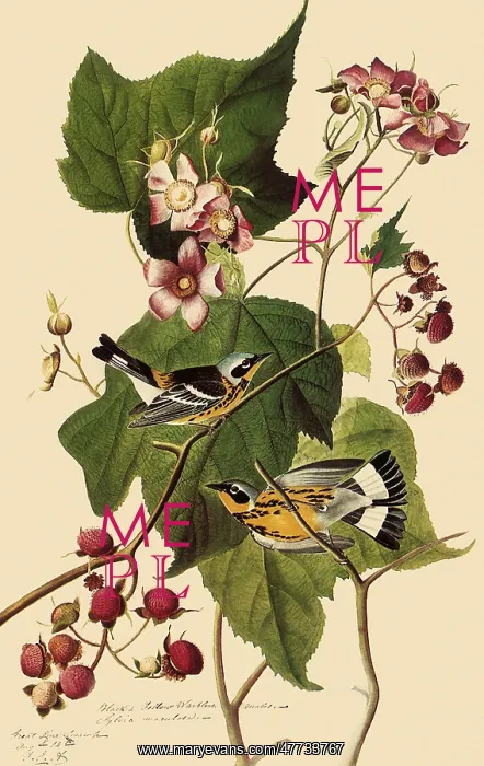  : Magnolia Warblers