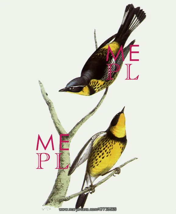  : Magnolia Warblers, Dendroica magnolia