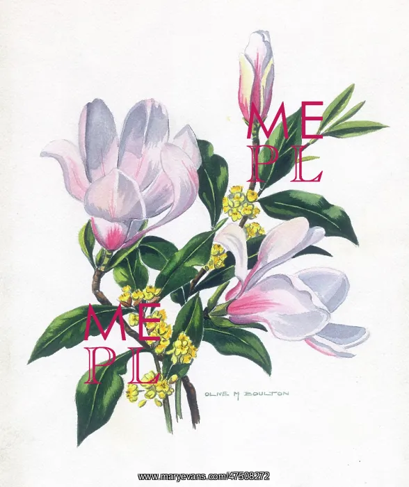  : Magnolia and yellow shrub