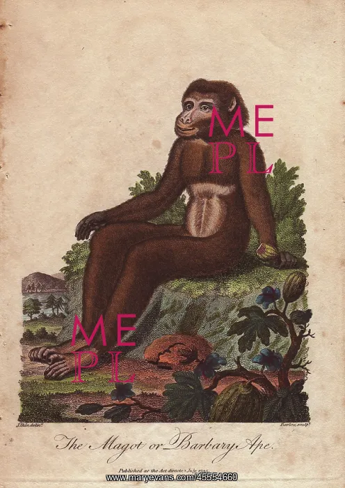 : Magot or Barbary ape, Macaca sylvanus : Magot or Barbary ape, Macaca sylvanus