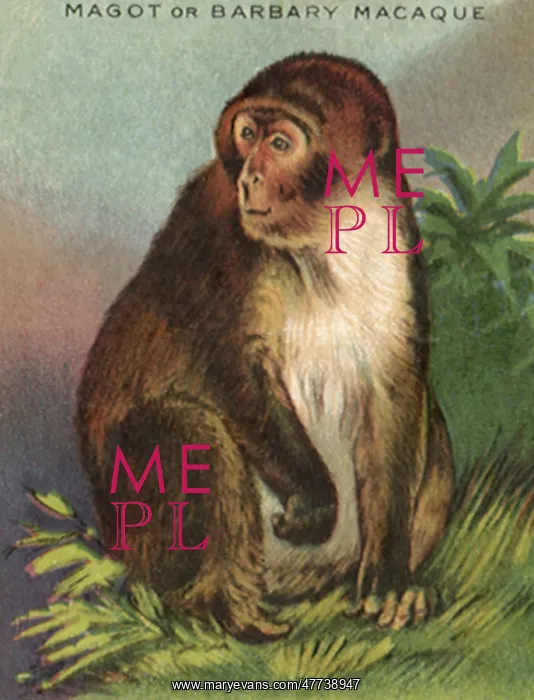  : Magot or Barbary Macaque